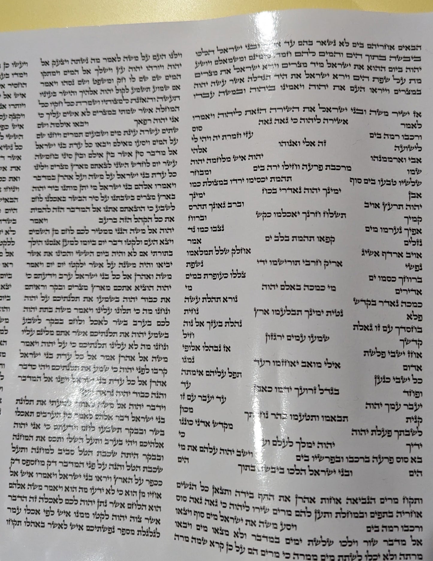Printed Sefer Torah Scroll